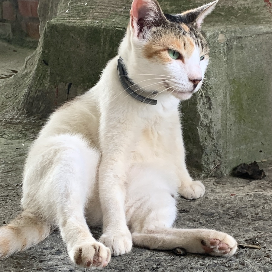 跑跑薑餅人